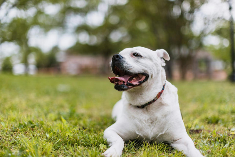 The Science Behind Dog Calming Supplements: Why Ingredients and Dosage Actually Matter