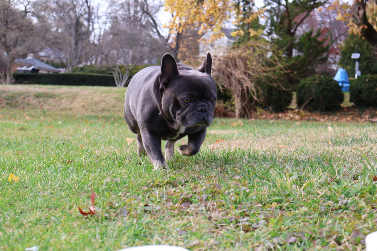 dog running in grass toward zen dog dog calming and multi vitamin chews