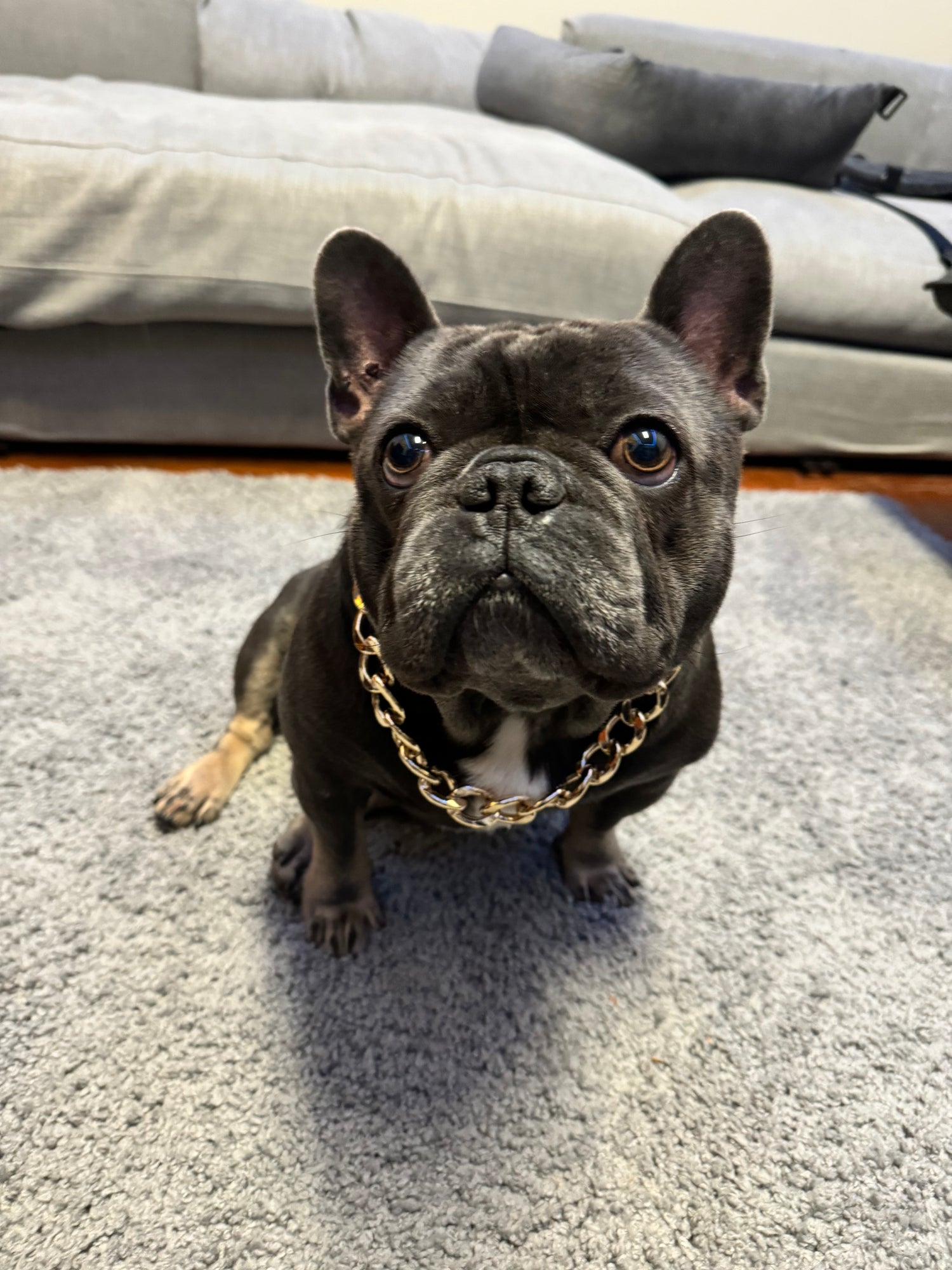 Dog wearing a gold chain collar standing on a concrete surface.