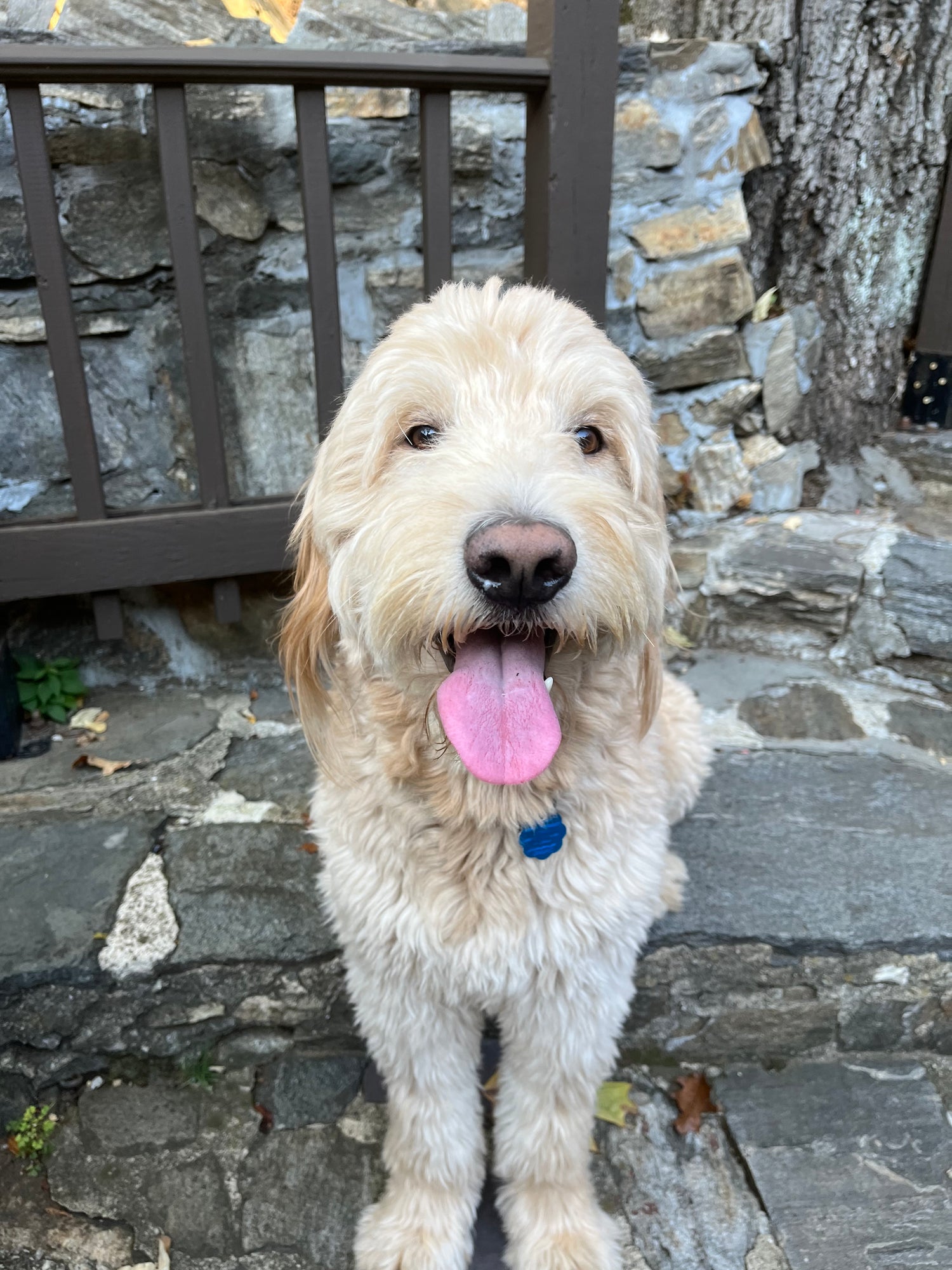 Dog with a pink tongue standing on a stone path next to a stone wall.
