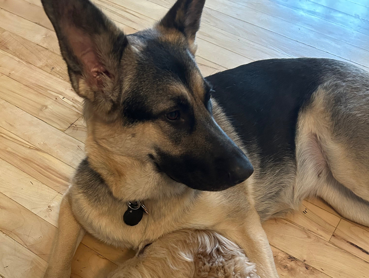 Dog lying on a wooden floor