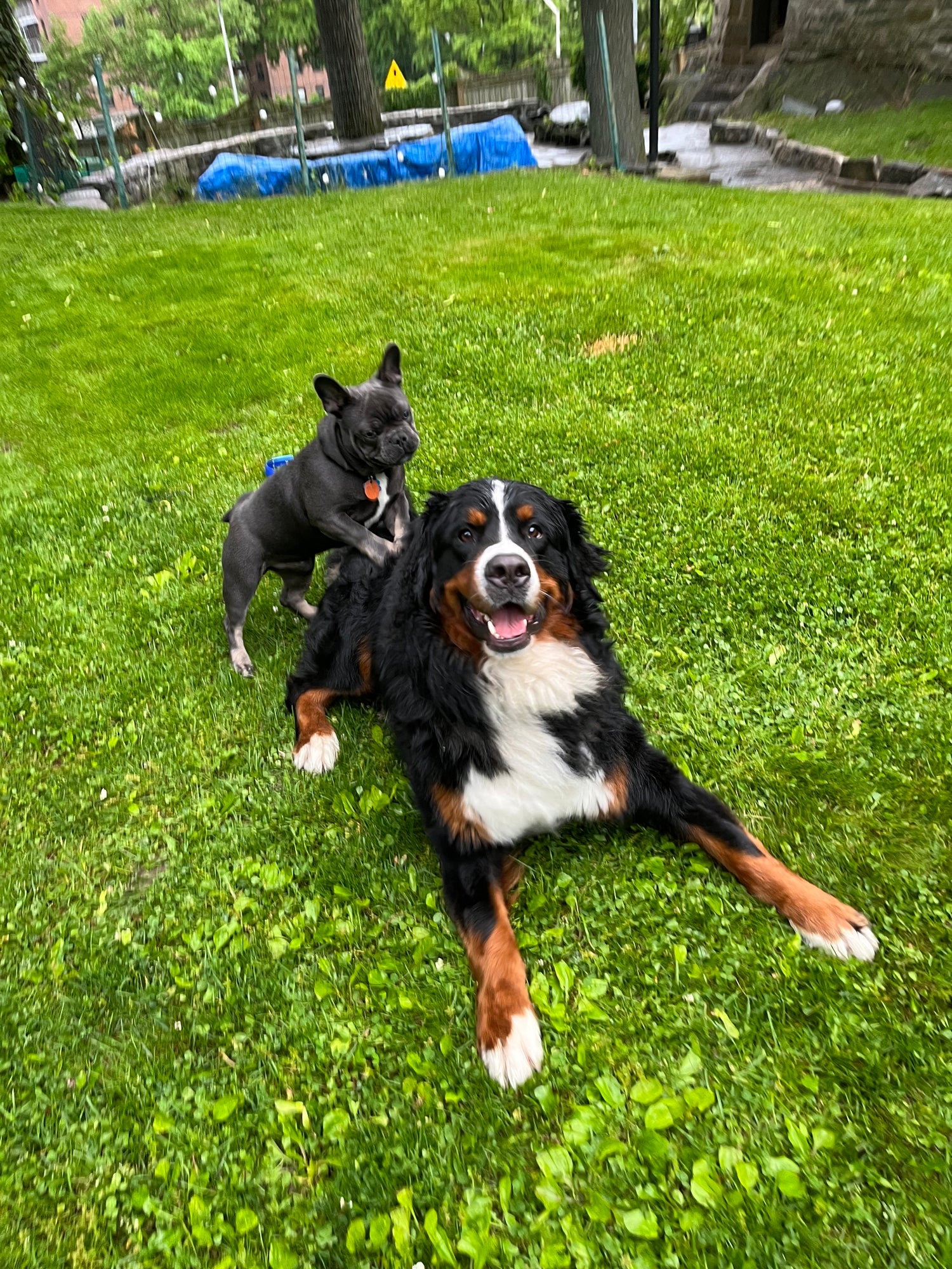 Two dogs playing on a grassy area